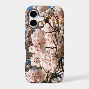Cherry Tree in Bloom, Oregon