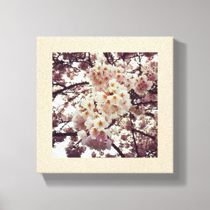 Cherry Tree in Bloom, Oregon Canvas Print