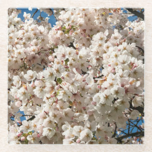 Cherry Tree in Bloom, Oregon Glass Coaster