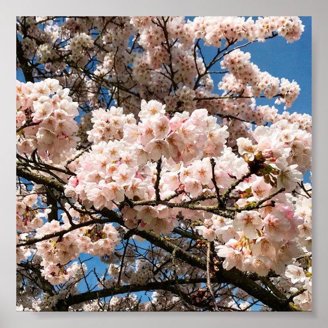 Cherry Tree in Bloom, Oregon Poster (Front)