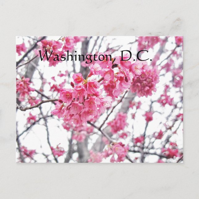 Cherry tree in bloom Washington, D.C. Postcard (Front)