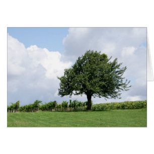 Cherry Tree In Summer