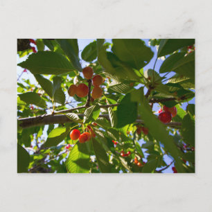 Cherry Tree, Michigan Postcard