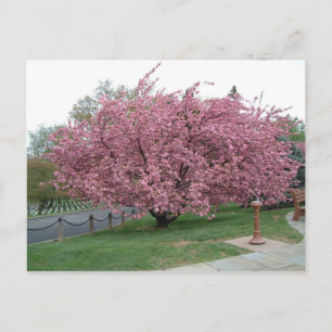 Cherry Tree postcard