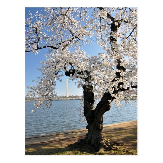 Cherry Tree with White Blossoms Postcard