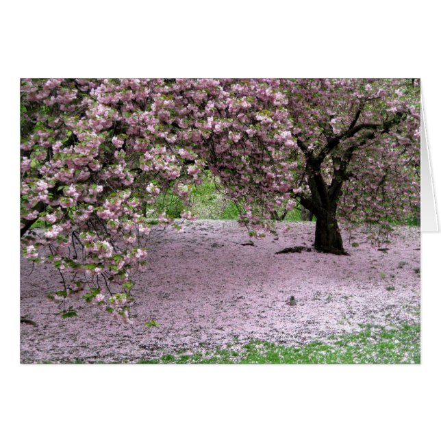 Cherry Trees Blossoms Spring in Central Park (Front Horizontal)