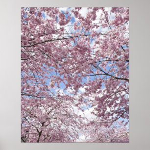 Cherry trees in blossom poster