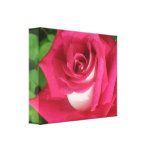 Cherry Vanilla Rose Stretched Canvas Print