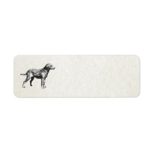 chesapeake bay retriever