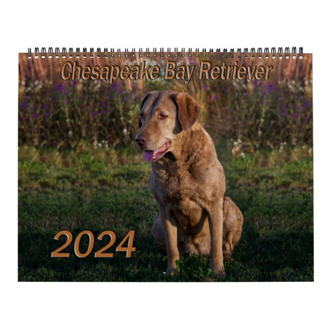Chesapeake Bay Retriever Calendar 2024 (Cover)