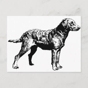 Chesapeake_Bay_Retriever_drawing.png Postcard
