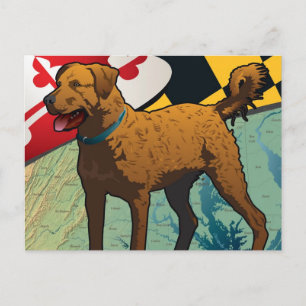 Chesapeake Bay Retriever of Maryland, "Chessie" Postcard