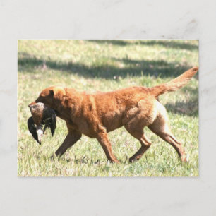 chesapeake bay retriever retrieving.png postcard