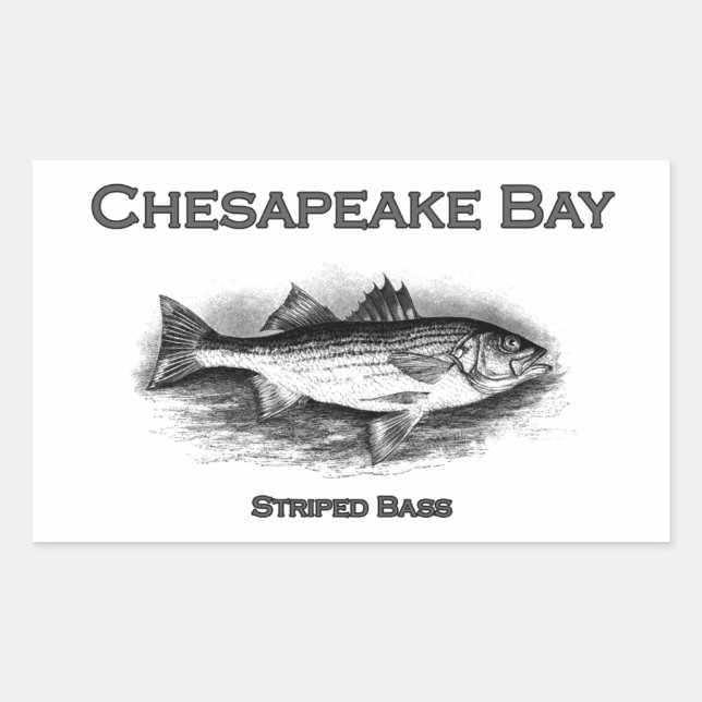 Chesapeake Bay Striped Bass Sticker (Front)