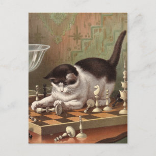 Chess Cat postcard