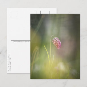 Chess Flower Nature Photo Postcard