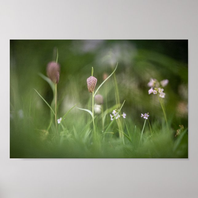 Chess Flower Nature Photo Poster (Front)