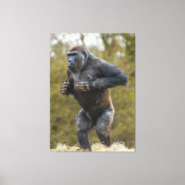 Chest Beating Gorilla Canvas Print (Front)