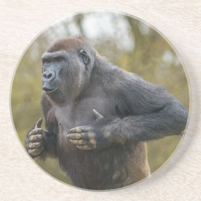 Chest Beating Gorilla Coaster (Front)