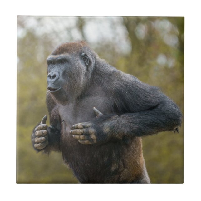 Chest Beating Gorilla Tile (Front)