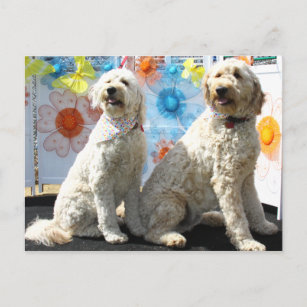 Chester and Lilly - GoldenDoodle -7 Postcard