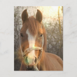 Chestnut Arab Horse Postcard