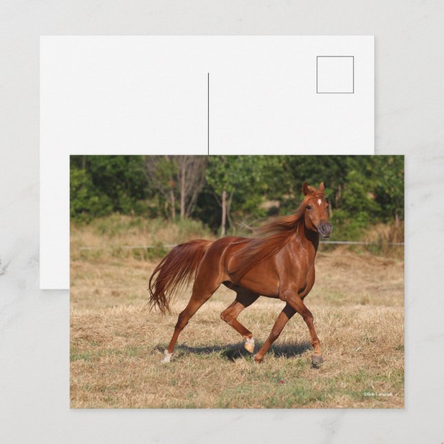 Chestnut Arab Running Mane and Tail Flowing Postcard (Front/Back)