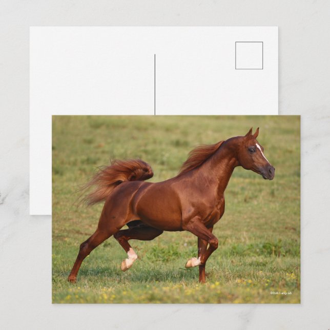 Chestnut Arab Stallion Mane and Tail Flowing Postcard (Front/Back)