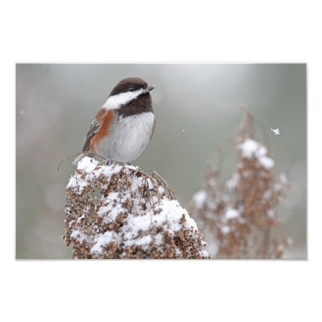 Chestnut Backed Chickadee in the Snow Photo Print (Front)