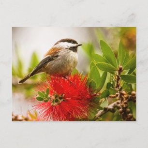 Chestnut-backed Chickadee Postcard