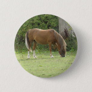 Chestnut Brown Horse Grazing Button