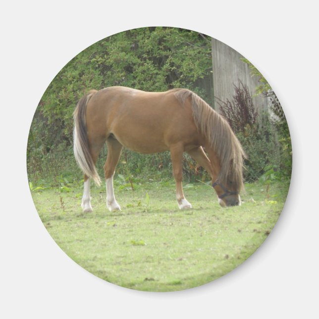 Chestnut Brown Horse Grazing Magnet (Front)