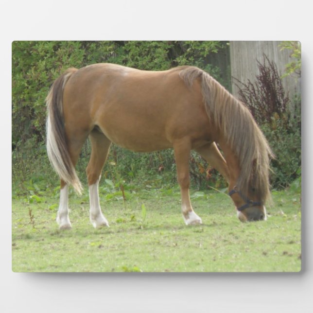 Chestnut Brown Horse Grazing Plaque (Front)