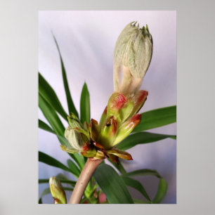 Chestnut bud poster