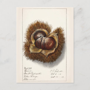 Chestnut (Castanea) Fruit Watercolor Painting Postcard