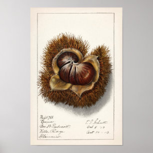Chestnut (Castanea) Fruit Watercolor Painting Poster
