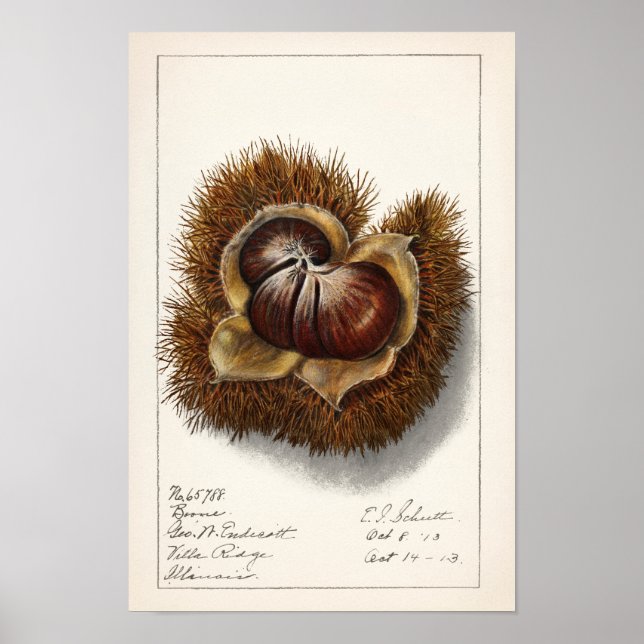 Chestnut (Castanea) Fruit Watercolor Painting Poster (Front)
