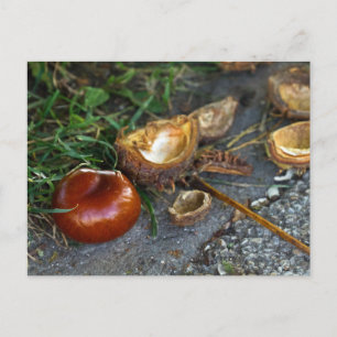 Chestnut (Conker): Fall is here Postcard