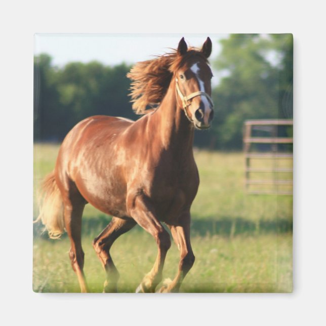 Chestnut Galloping Horse Magnet (Front)