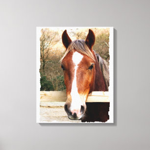 CHESTNUT HORSE CANVAS PRINT