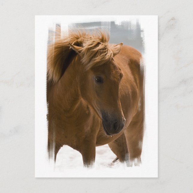 Chestnut Horse Design Postcard (Front)