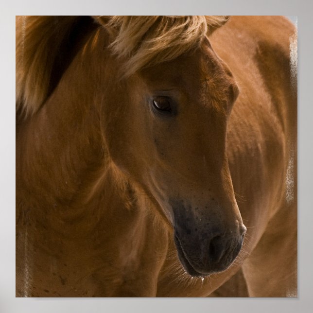 Chestnut Horse Design Print (Front)