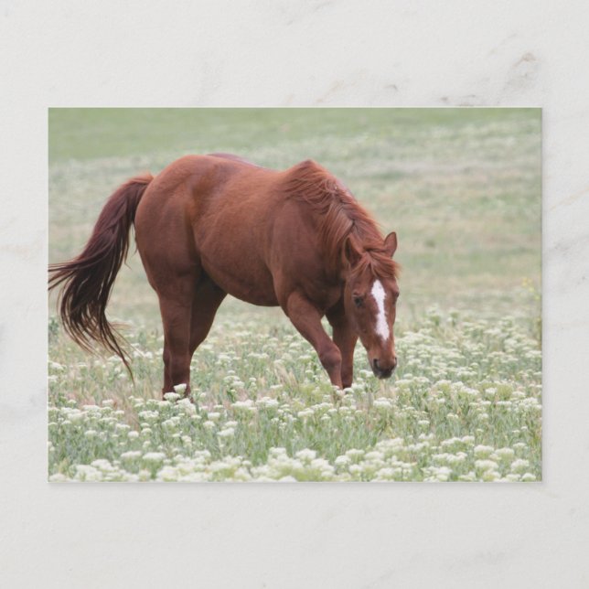 Chestnut Horse in Field Postcard (Front)