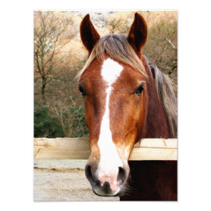CHESTNUT HORSE PHOTO PRINT