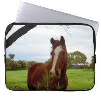 Chestnut Horse Sniffing A Banksia Tree,