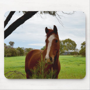 Chestnut Horse Sniffing A Banksia Tree, Mouse Pad