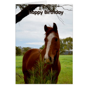 Chestnut Horse Sniffing Banksia Tree, Bday Card