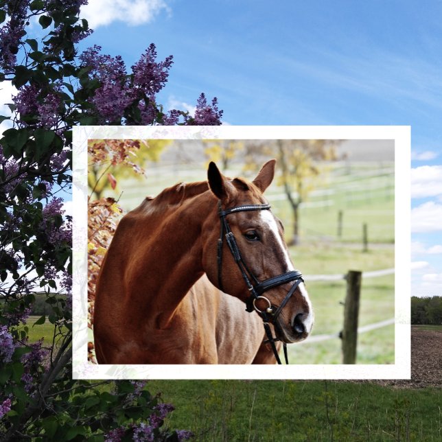 Chestnut Horse with Blaze, Bridle, in Pasture Postcard (Creator Uploaded)