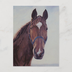 Chestnut Horse with White Star Postcard