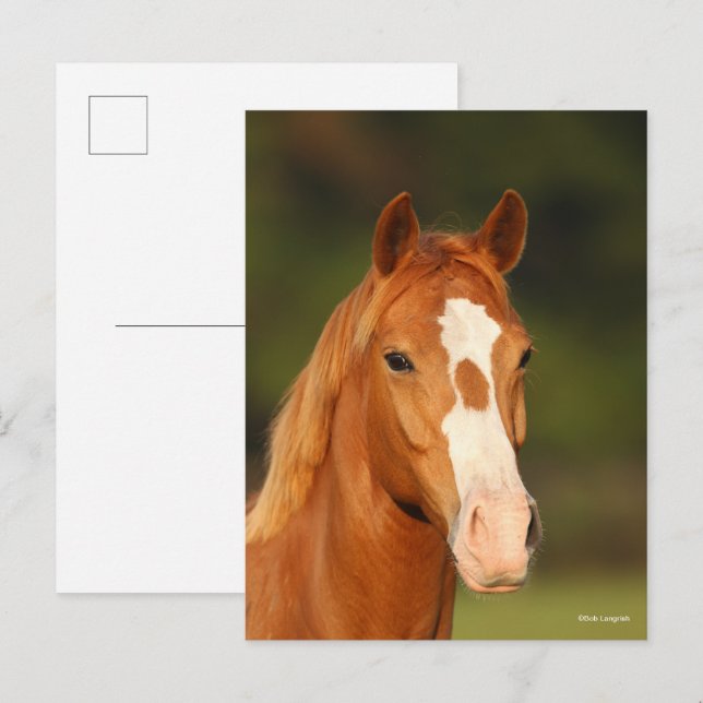 Chestnut Oldenburg Cross Welsh Headshot Postcard (Front/Back)